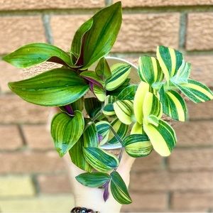 Green & Yellow Rare Tradescantia Variegated Bundle- Limelight fuzzy mix